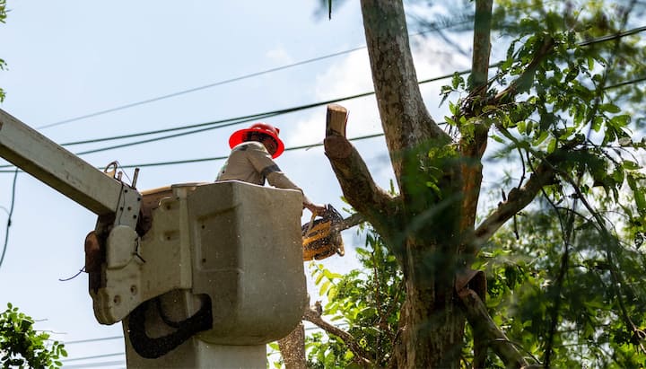 Tree care and maintenance services in Kalispell