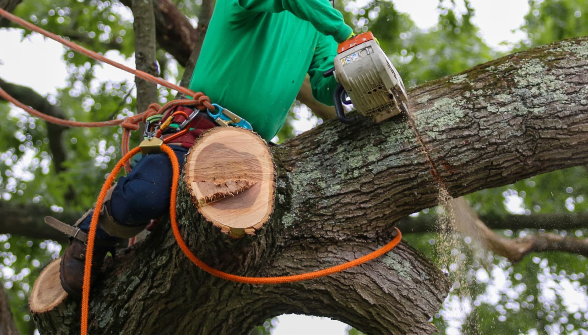 Shed your worries away with best tree removal in Kalispell