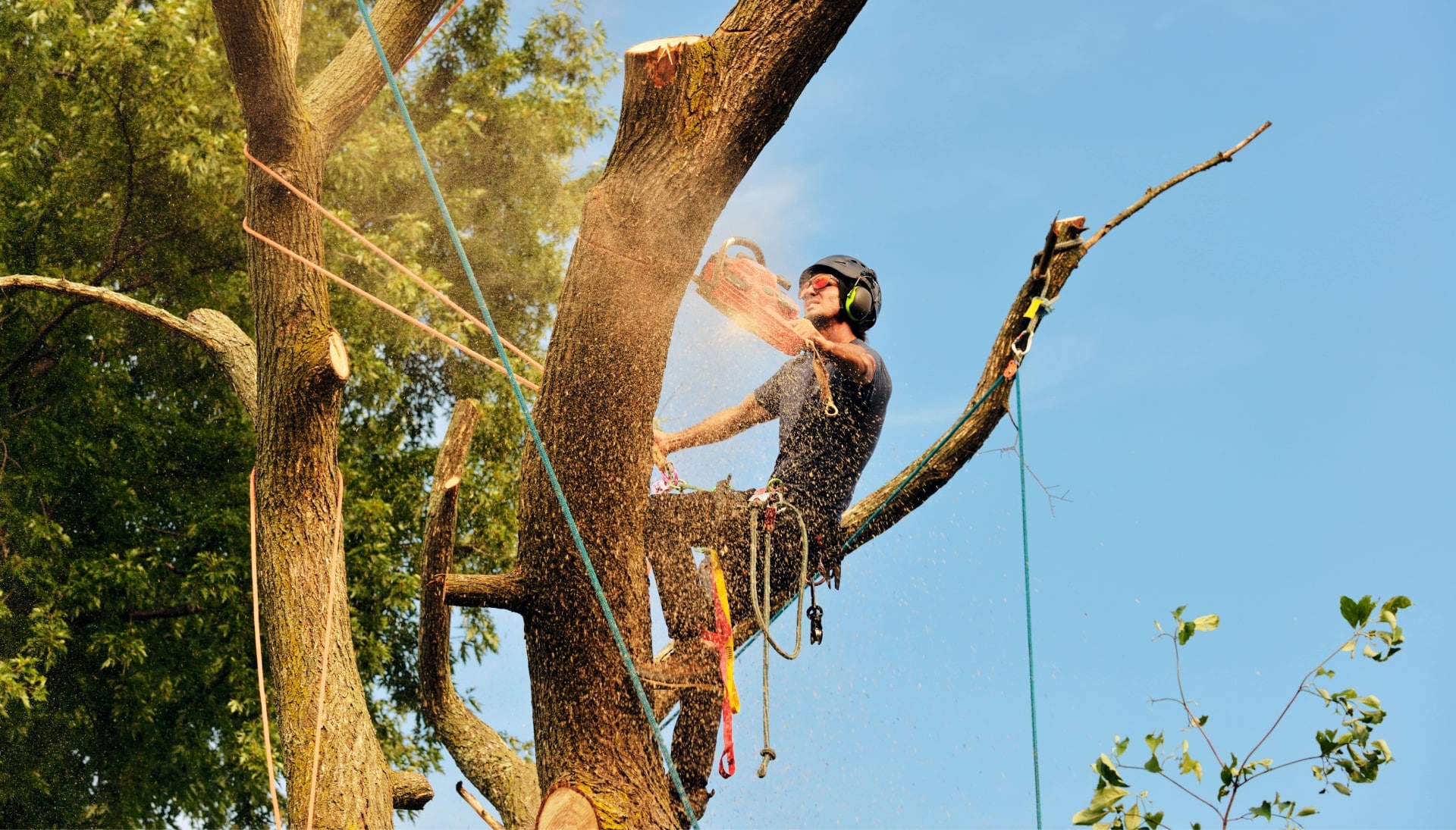 Get rid of tree problems with the expert tree removal contractors in Kalispell