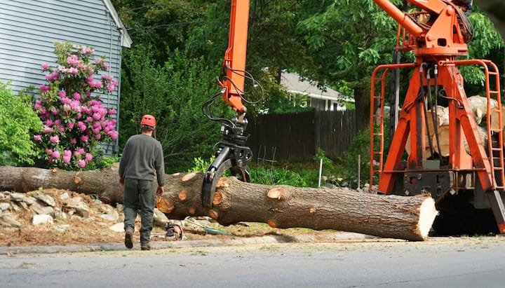 Local partner for Tree removal services in Kalispell