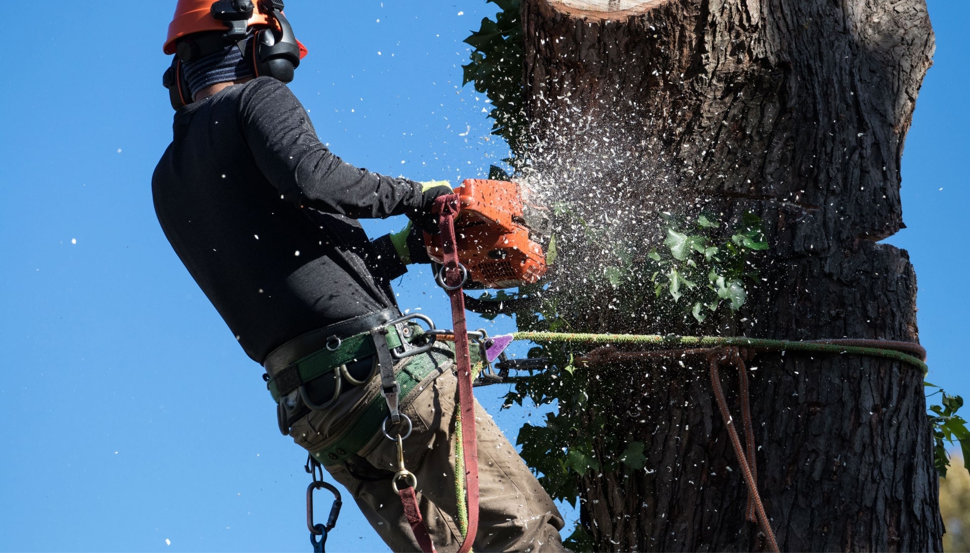 Professional Tree removal solutions in Kalispell